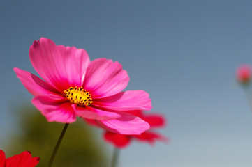 Pink cosmos flower under the blue sky