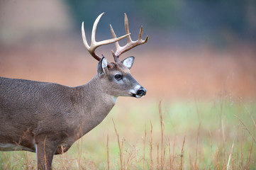White-tailed deer buck