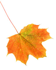 bright autumn maple leaf, isolated on white