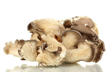 Fresh mushrooms isolated on white