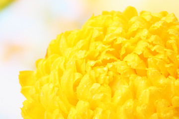 bright yellow chrysanthemum, on autumn background
