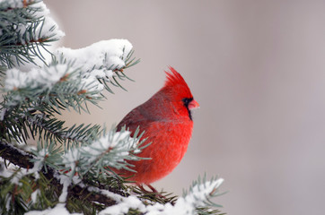 Northern cardinal perched in a tree