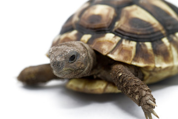 Young turtle on a white background