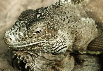 Green iguana (Iguana iguana)