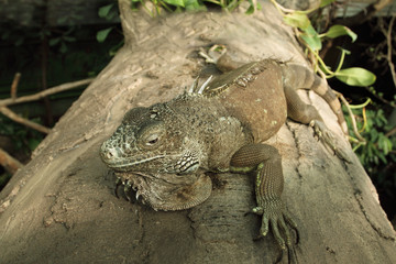 Green iguana (Iguana iguana)
