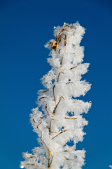 Landschaft mit Raureif, Frost und Schnee auf Baum im Winter.