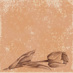Vintage background with tulip sketch