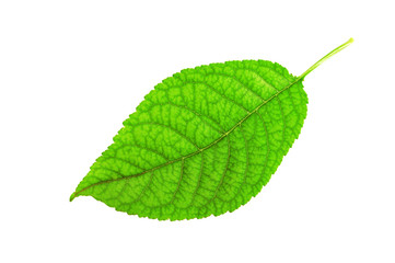 Leaf of a plant isolated on white background