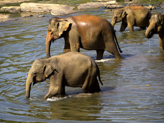 Elephant bathing #5