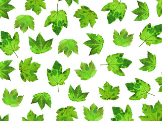 green maple leaves