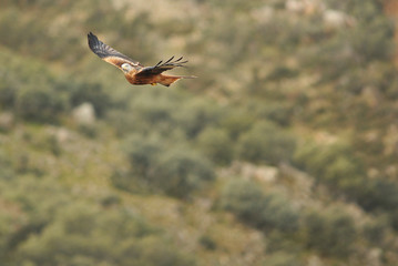 Paisaje con milano real