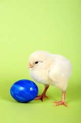 Küken steht vor blauem Ei