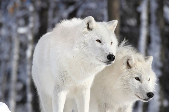 deux loups arctiques