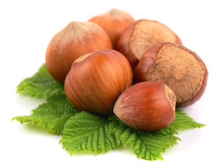 Dried filbert with leafs