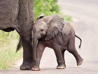 Jeune éléphant marchant avec sa mère
