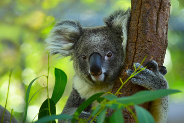 Koala © Dudarev Mikhail