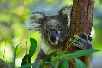 Wandaufkleber Koala © Dudarev Mikhail