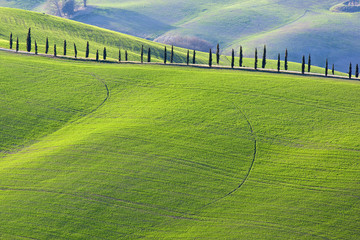 Cipressi toscani