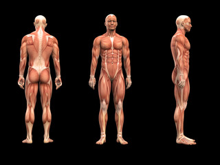 Fototapeta na wymiar Mężczyzna 3D anatomia mięśnie