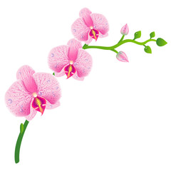 Illustration of realistic orchid. eps 10