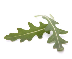 Fototapeta premium Sweet rucola salad or rocket lettuce leaves