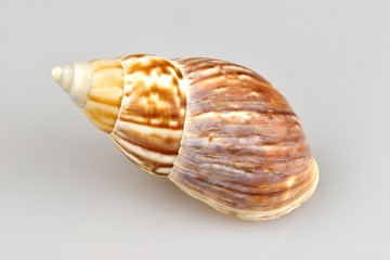 snail shell