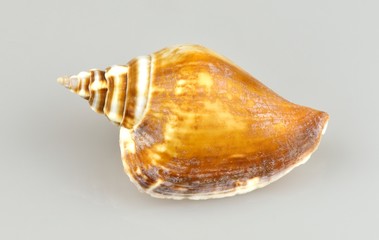 snail shell