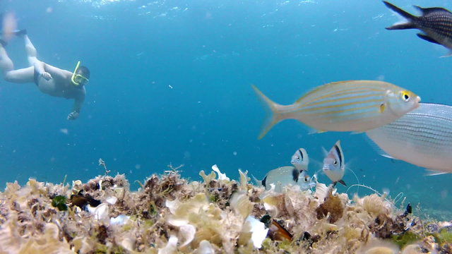 Seabed fish and diver