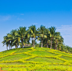 Fototapeta premium Coconut palms on the island.