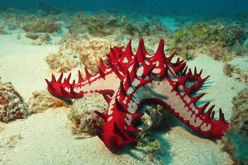 African sea star