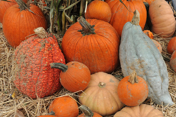 Assorted pumpkins in preparation for Halloween