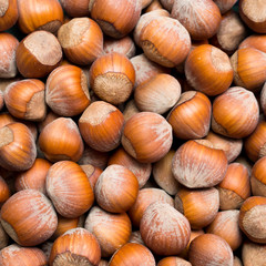Hazelnut background