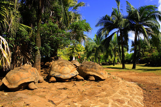 Giant turtles rest