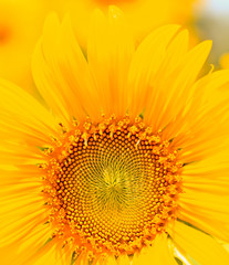 beautiful yellow Sunflower