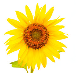Fototapeta premium Sunflower