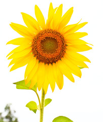 Obraz premium Sunflower