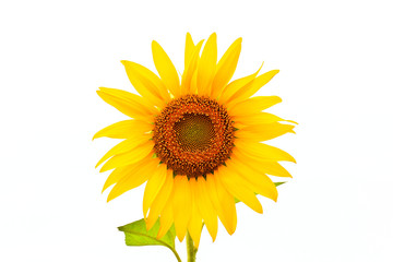 Obraz premium Sunflower