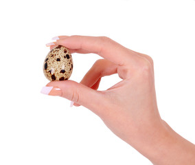 quail egg in hand isolated on white