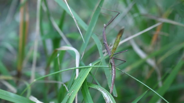 Stick insect mimicry