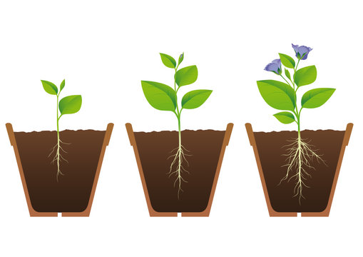Fasi di crescita di una pianta