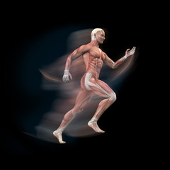 Mann, Sprinter Anatomie Muskeln 3D