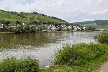 Fototapeta premium German river Moselle with view at village Zell