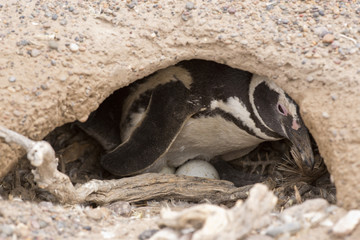 Obraz premium magellanic penguin brooding