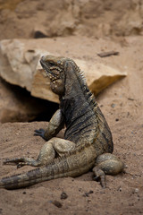 Cyclura nubila