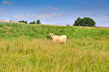 Obraz premium Jersey cow