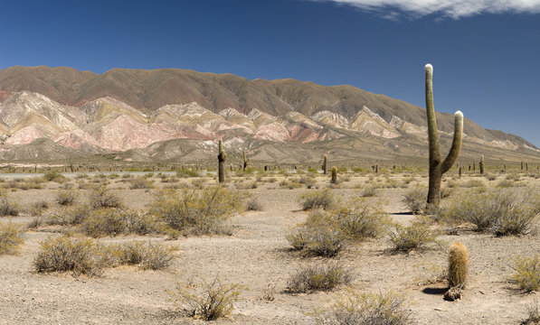 Cactus, Cafayate