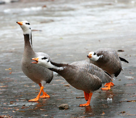 Obraz premium Wild geese