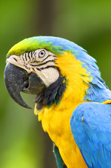 Parrot Macaw in the wild