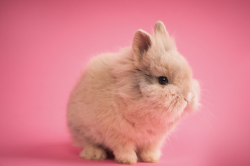 Cute little bunny on pink background