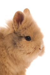 Sweet face of a small, yellow rabbit